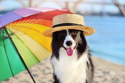 Ultimate tips to beat the heat for your dog