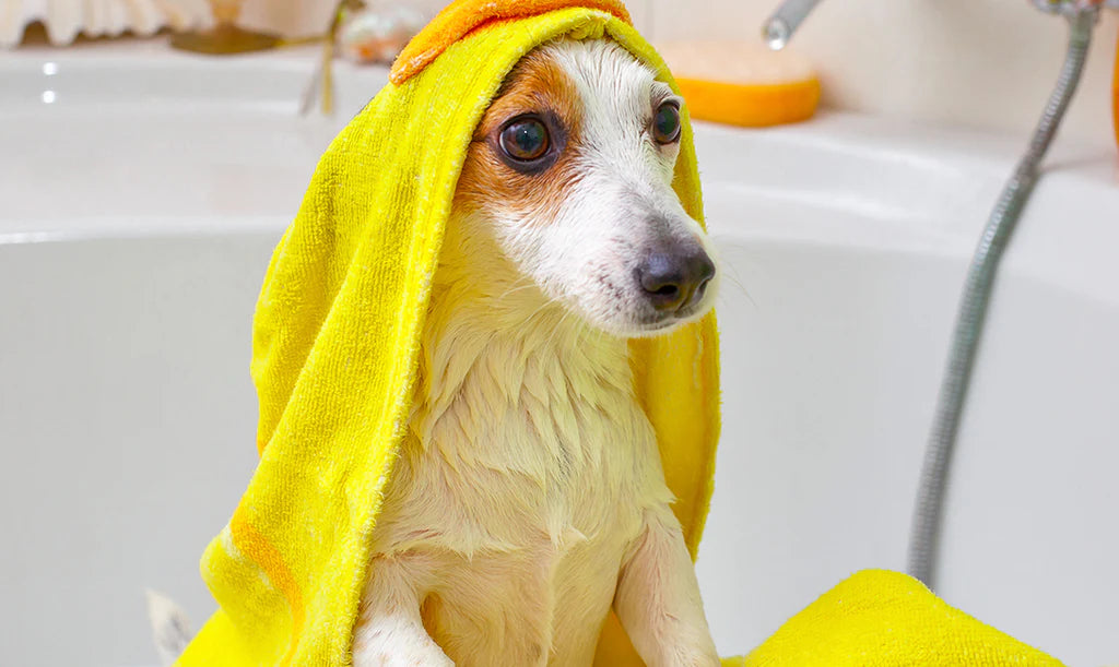 Pawsitively Stink-Free: The Best Ways to Deodorize Your Dog!