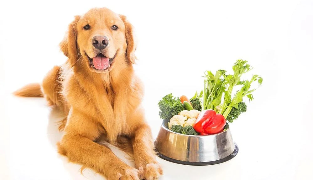 Pet Herbalist Recommendations | Top 10 Fruits and Vegetables for Dogs