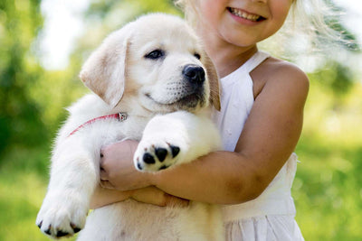 How to Raise a Dog with a Stable Temperament