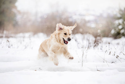 9 Tips for Winter Pet Care