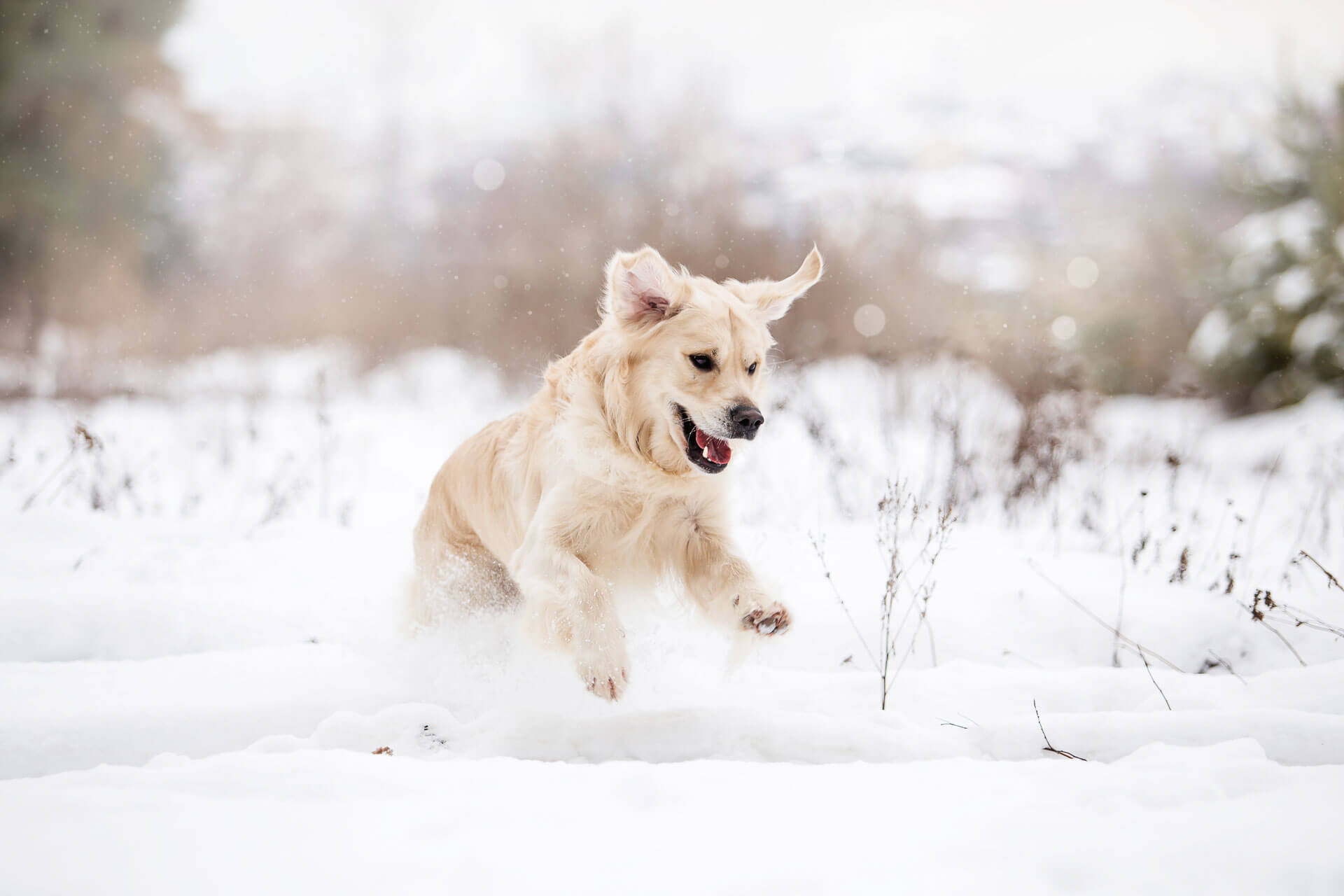 9 Tips for Winter Pet Care