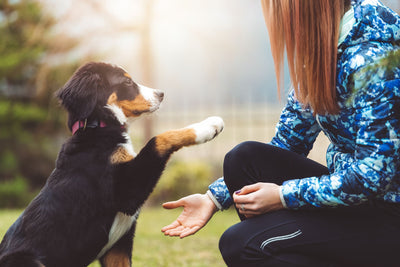 A Beginner's Guide to Dog Owners - The Way is Simple