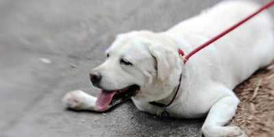 Dog Heat Stroke Manifestations, First Aid, and Heat Stroke Prevention