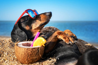 6 Common Mistakes to Avoid When Raising a Dog in the Summer