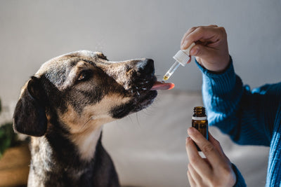 The Essential Guide for Home Medication for Dogs