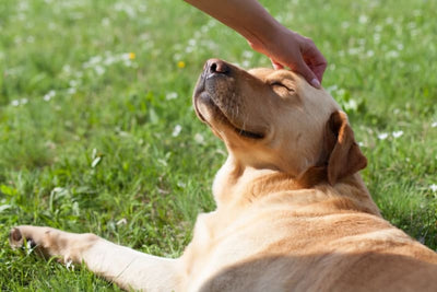 👩🏻🐶❤️ 9 Ways Your Dog Says “Love You”