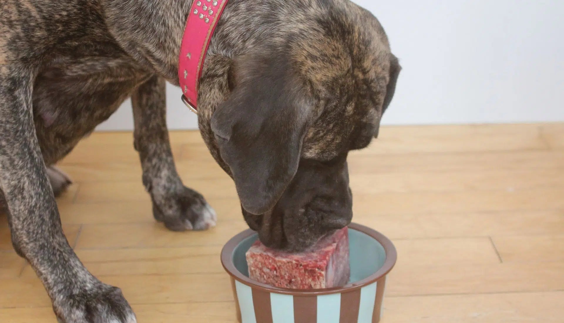 Is Raw Dog Food Grain Free? Everything You Need to Know