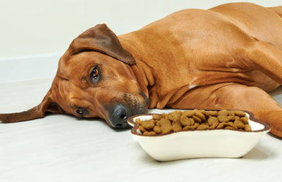 The Surprising Truth Behind Why Your Dog Refuses to Eat
