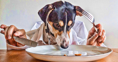 The Ultimate Guide to Dog Nutrition | AAFCO Standards