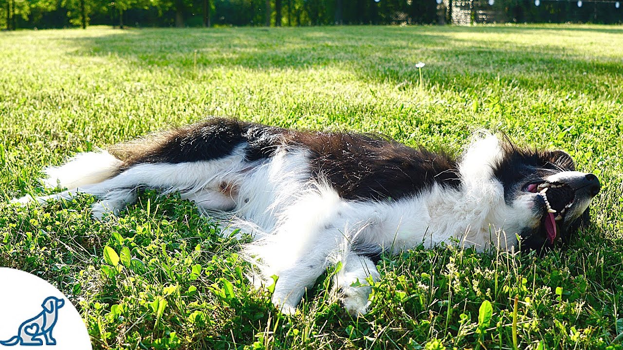 Signs of Heat Stroke in Dogs in the Summer Heat