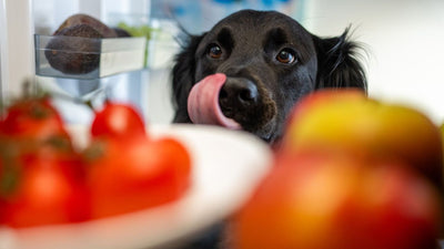 The Most Essential Element of Your Pet's Health: A Balanced Diet