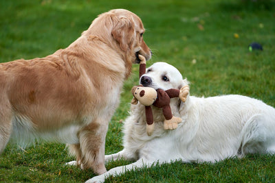 The Top Dry Foods For Large Dogs