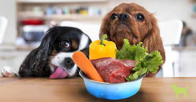 The Most Essential Nutrients for Your Dog's Well-Being