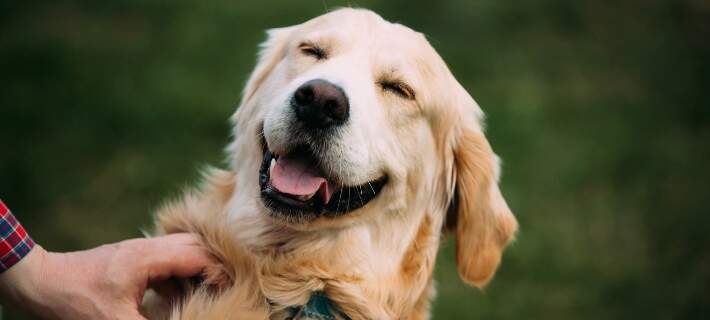 5 Surprising Behaviors That Mean Your Dog is Overjoyed