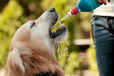 The Scientific Approach to Hydrating Your Canine