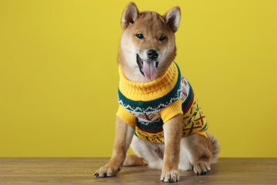 Should You Put a Sweater on Your Dog in Cold Weather?