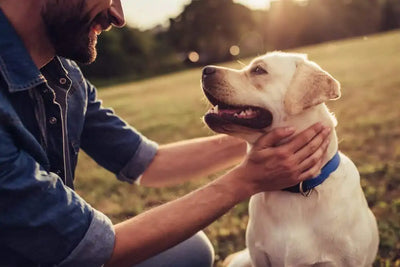 Why you should talk to your dog more often