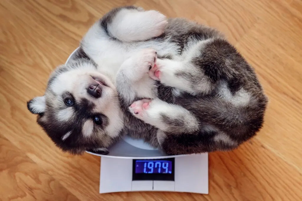 How to Tell If Your Dog is Overweight