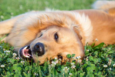 Diseases Dogs are Prone to in Spring