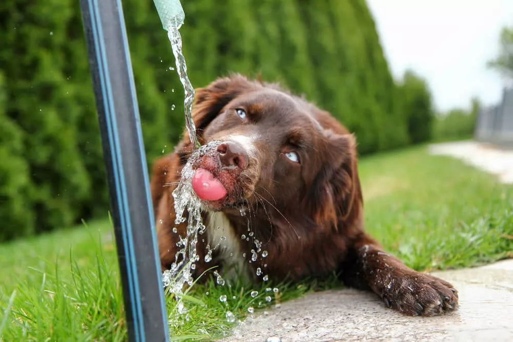 How to Get a Dog to Drink Water? Full Guide on Hydrating Your Pup