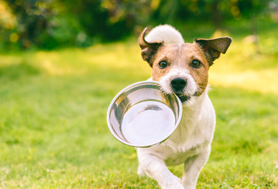 Teaching Your Dog Good Eating Habits ✅