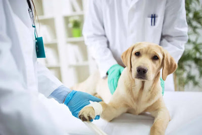 The Importance of Regular Pet Checkups and a Guide to Their Frequency