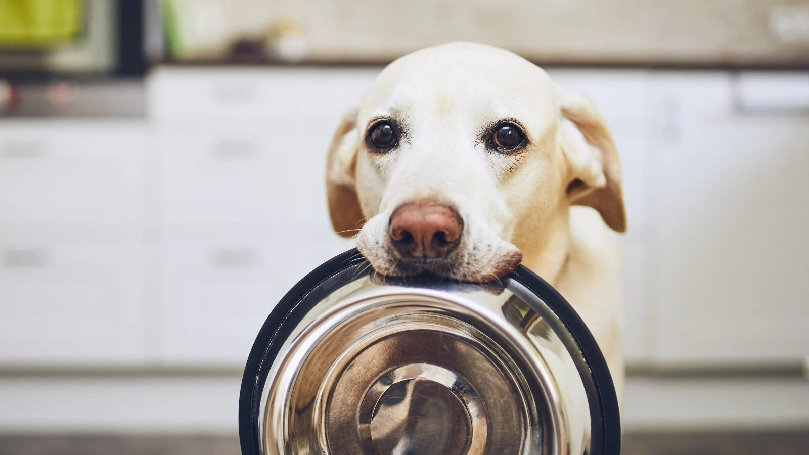 What You Need to Know About Dog Supplements